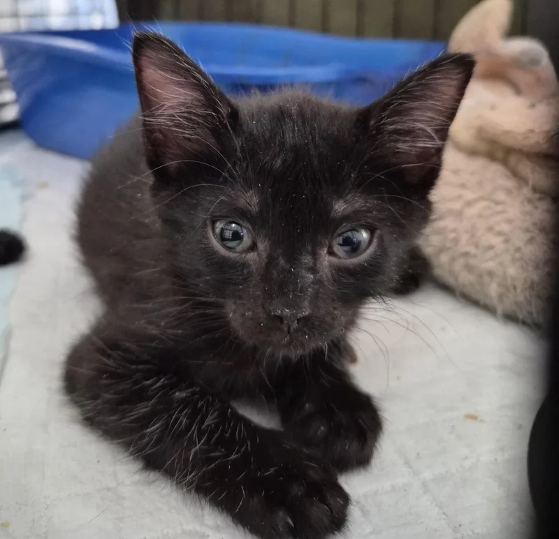 A baby medium-sized male Domestic Short Hair cat named Boon for adoption in Orlando, FL
