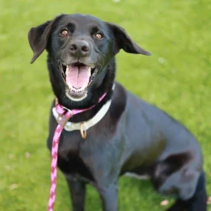 A young large-sized female Black Mixed Breed dog named Maddie for adoption in Atlanta, GA