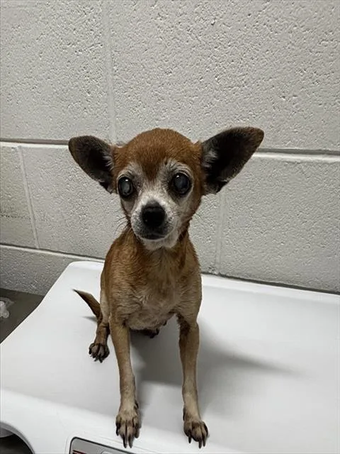 A senior medium-sized female Chihuahua dog named Losty for adoption in Upper Marlboro, MD