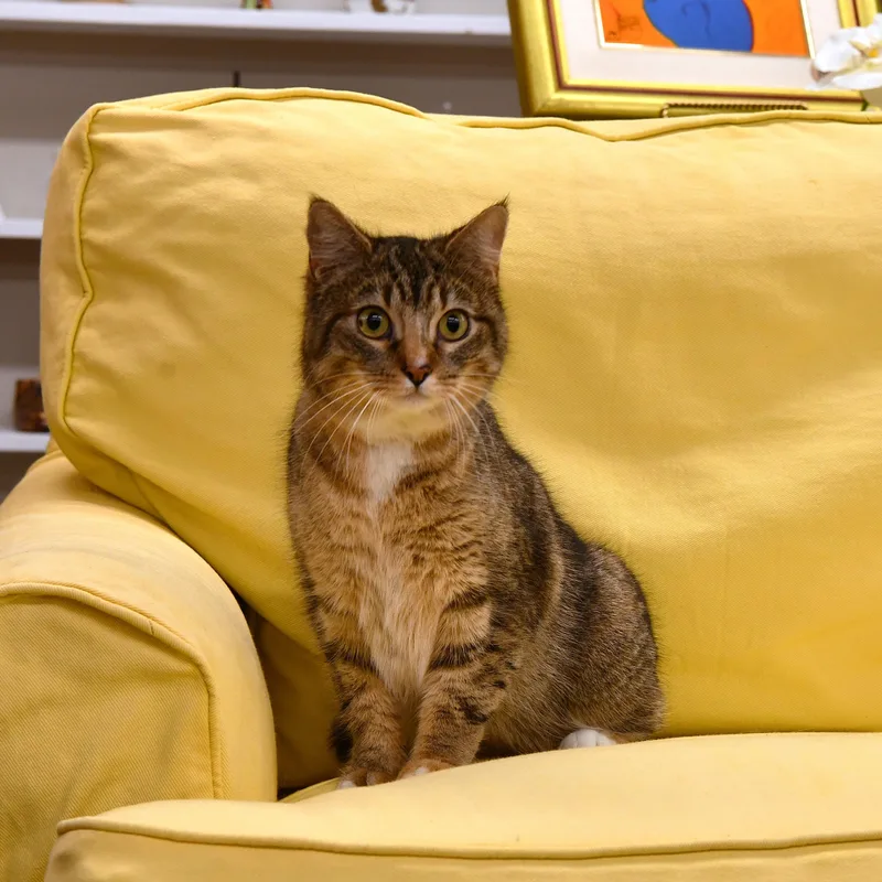 An adult medium-sized female Tabby (Brown / Chocolate) Domestic Short Hair cat named Harper for adoption in Fairhope, AL