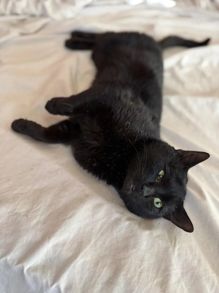 Steak Tartar thumbnail 2