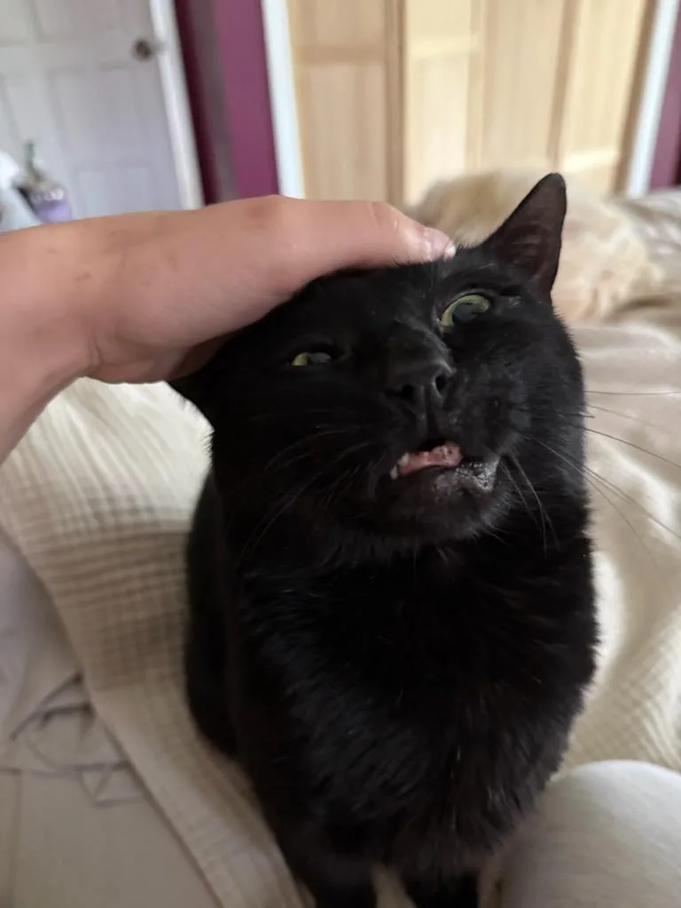 Steak Tartar thumbnail 3