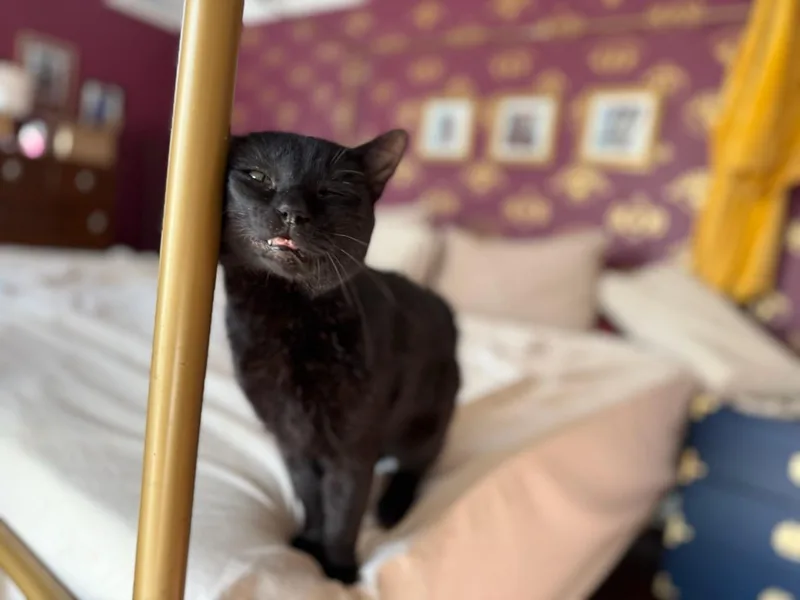 Steak Tartar thumbnail 4