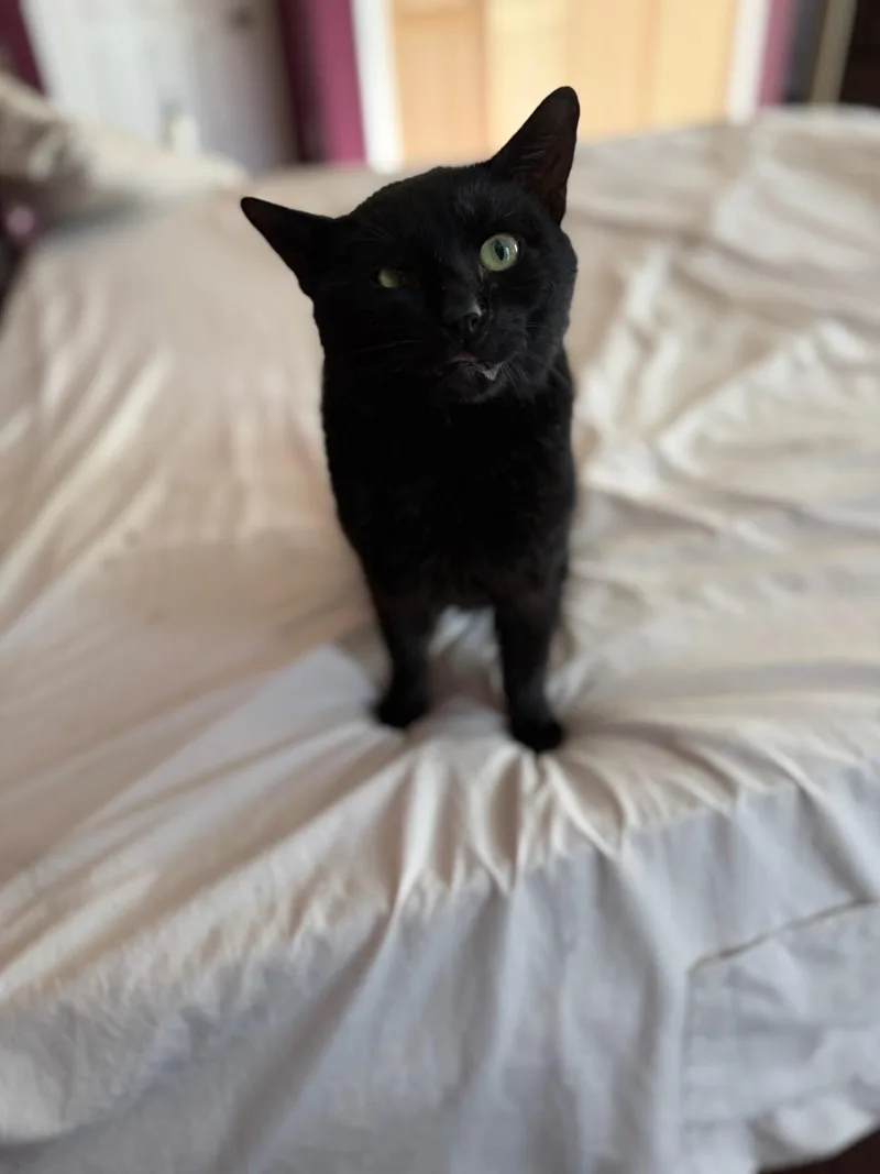 Steak Tartar thumbnail 5