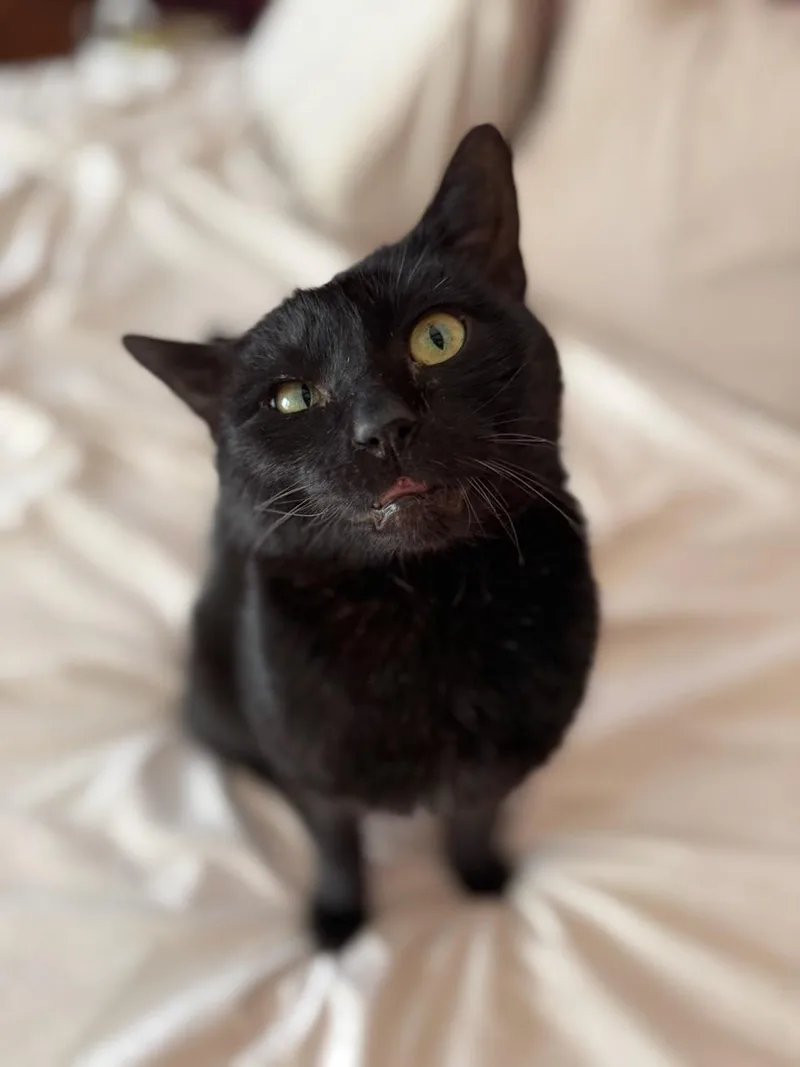 An adult medium-sized male Black Domestic Short Hair cat named Steak Tartar for adoption in Gaylordsville, CT