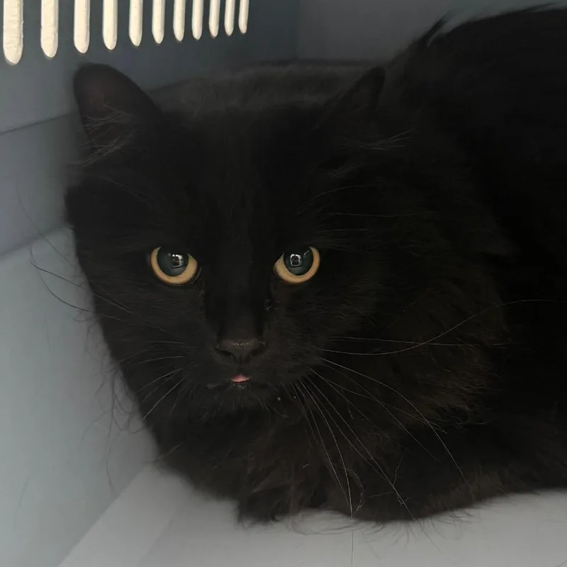 An adult large-sized male Black Domestic Long Hair cat named Mojo for adoption in Lakewood, CO
