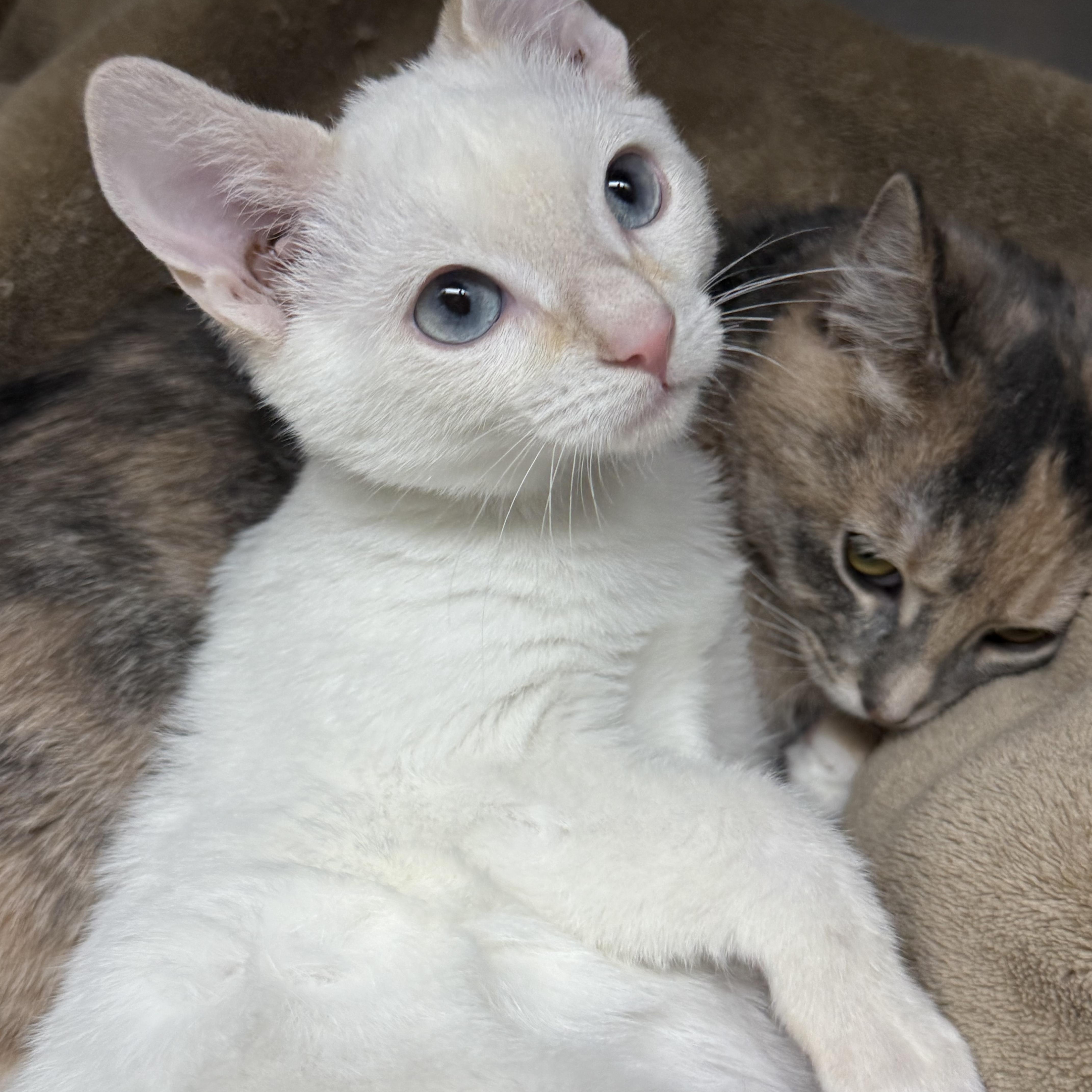 A baby medium-sized female Flame Point Domestic Short Hair cat named Flame & Cayenne for adoption in Frewsburg, NY