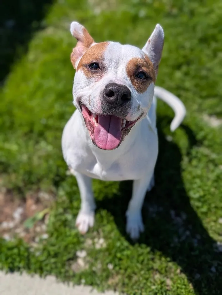 A young medium-sized male Terrier dog named Nacho for adoption in Defiance, OH