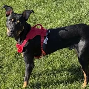 A young medium-sized male Black Doberman Pinscher dog named Slim Jim for adoption in Tinley Park, IL