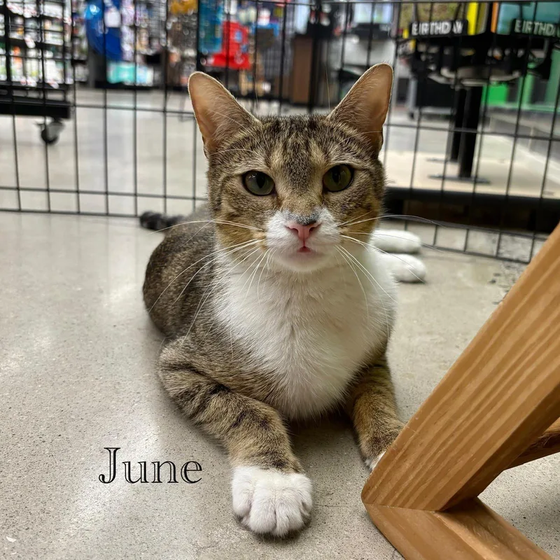 An adult medium-sized female Domestic Short Hair cat named June for adoption in Spring Lake, NJ