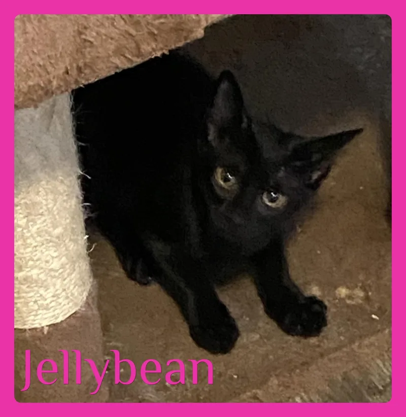 A baby medium-sized female Black Tabby cat named Jellybean for adoption in Lawton, OK