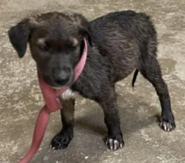 Tuco Fka Bailey thumbnail 3