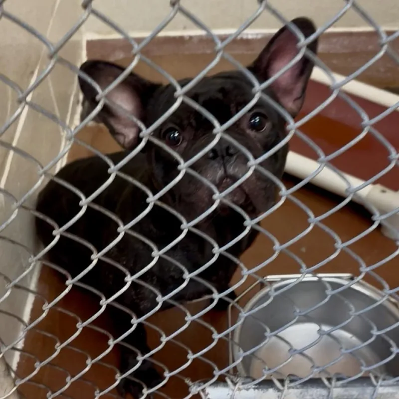 An adult small-sized male Black French Bulldog dog named Lumiere for adoption in Tyrone, GA