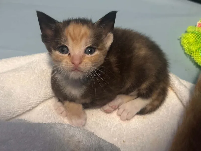 A baby small-sized female Domestic Short Hair cat named Gemini for adoption in Virginia Beach, VA
