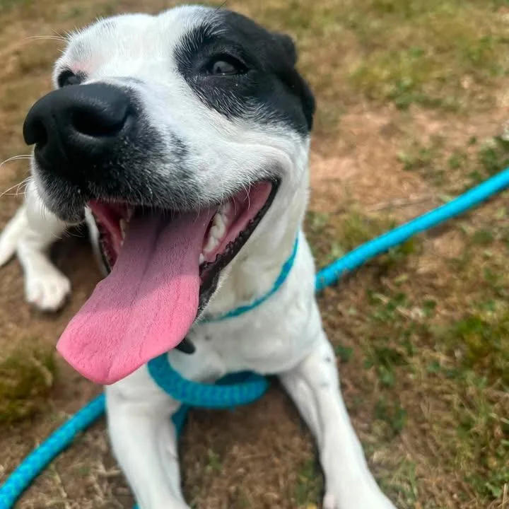 A young medium-sized female Pit Bull Terrier dog named Moody for adoption in Springdale, AR