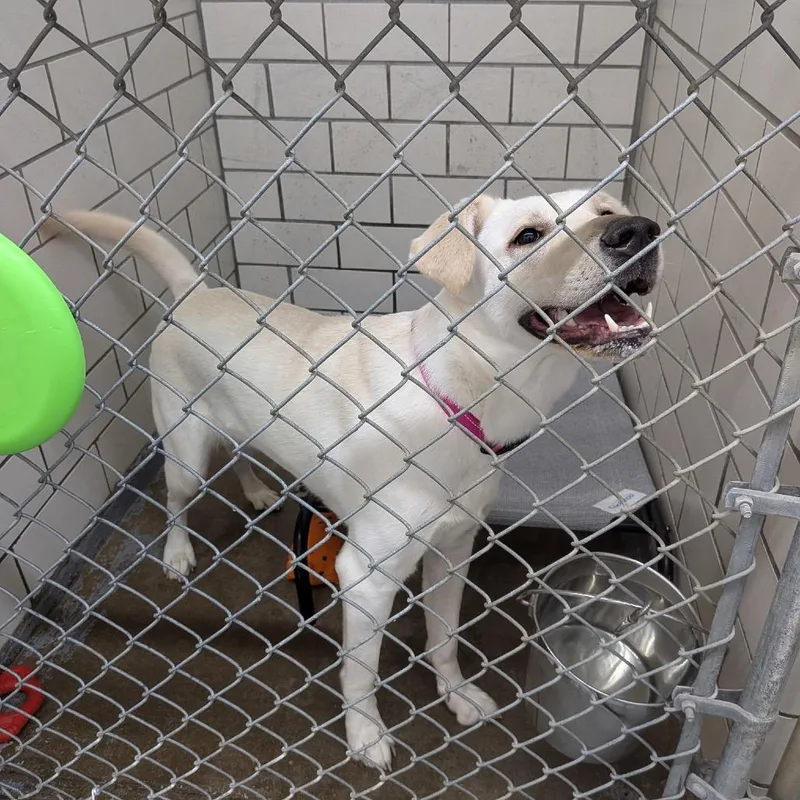 A young small-sized female Yellow / Tan / Blond / Fawn Labrador Retriever dog named Winnie for adoption in Greenville, PA