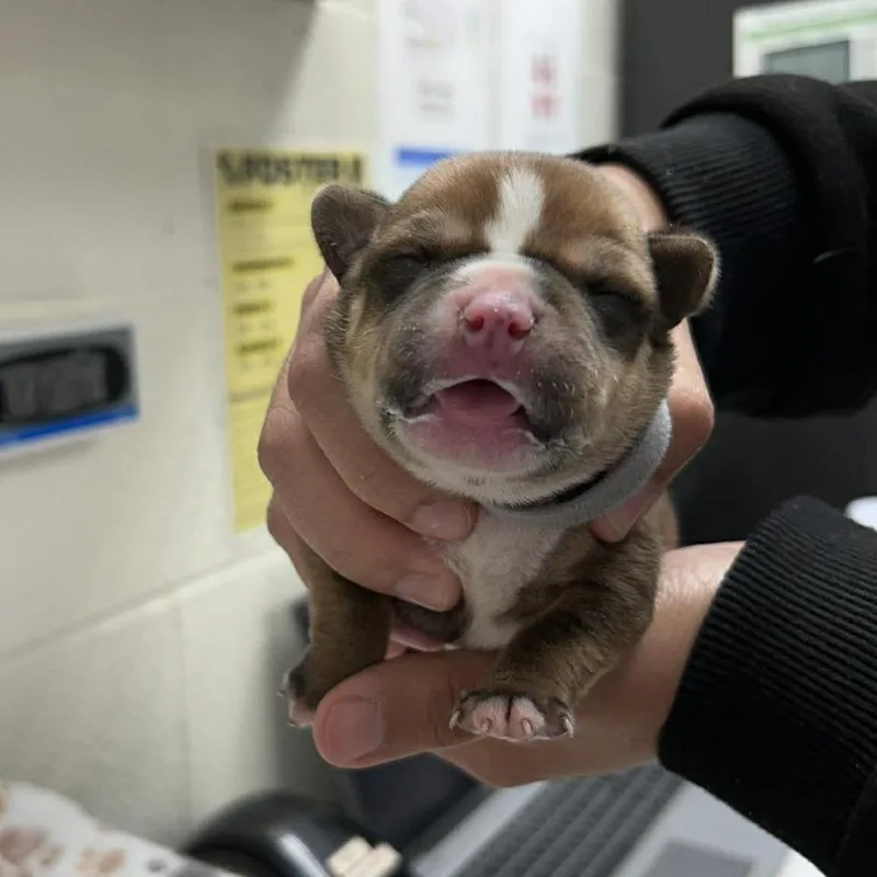 A baby medium-sized female Brown / Chocolate Mixed Breed dog named Shawnee for adoption in Bastrop, TX