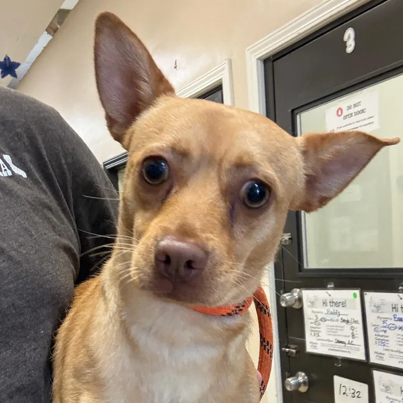 Peanut Chino Hills