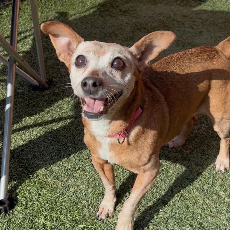 Chikis A thumbnail 3