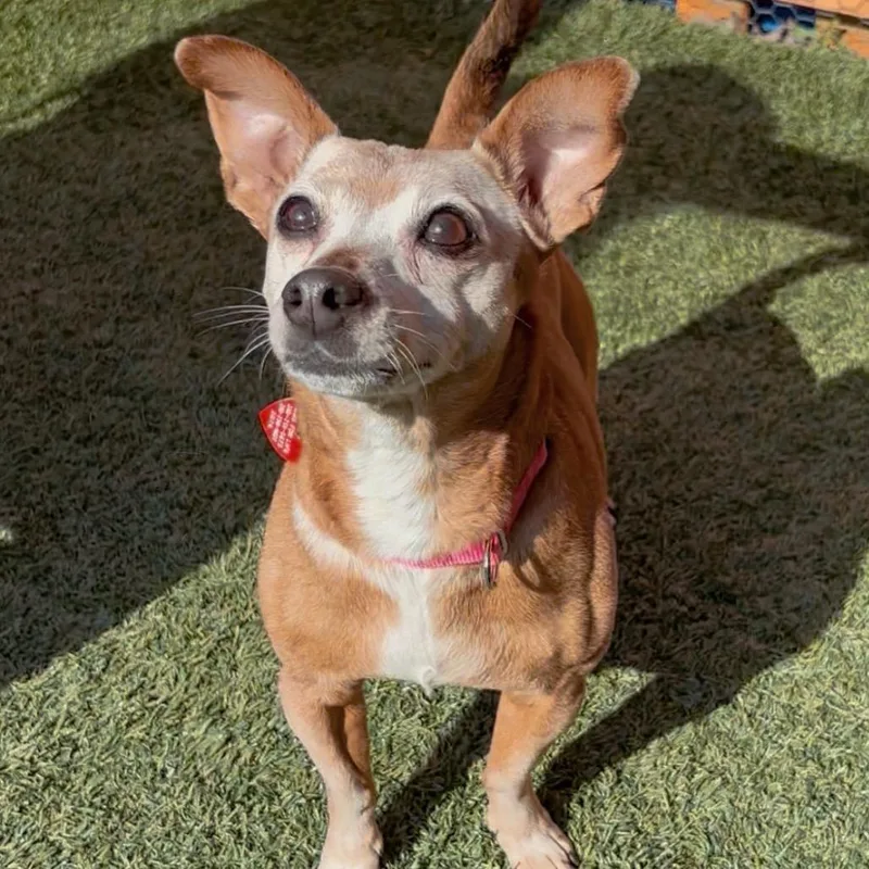 Chikis A thumbnail 4