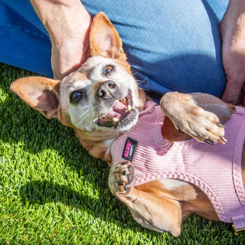 Chikis A thumbnail 5