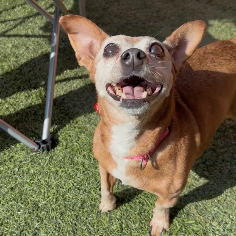 Chikis A thumbnail 6