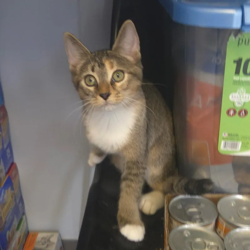 A baby medium-sized female Domestic Short Hair cat named Tuberculosis for adoption in Warwick, RI