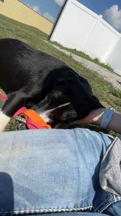 An adult medium-sized female Labrador Retriever dog named Plus for adoption in Mount Pleasant, IA