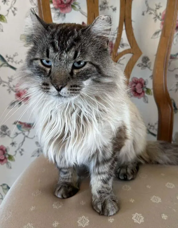 An adult medium-sized male Cream / Ivory Domestic Long Hair cat named Arden for adoption in Anchorage, AK