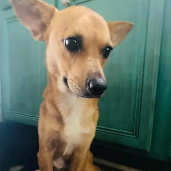 An adult small-sized male Golden Chihuahua dog named Charlie Chaplin PC for adoption in Goliad, TX