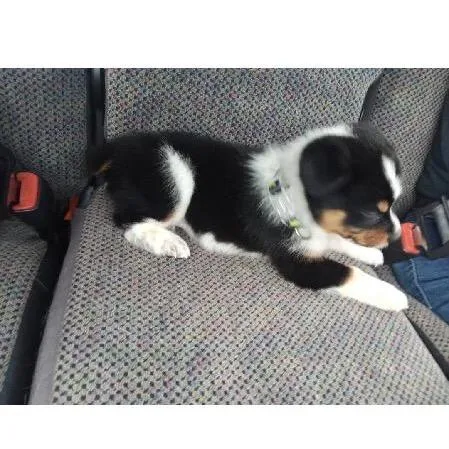 A baby medium-sized male Black Australian Shepherd dog named Riley for adoption in Hohenwald, TN