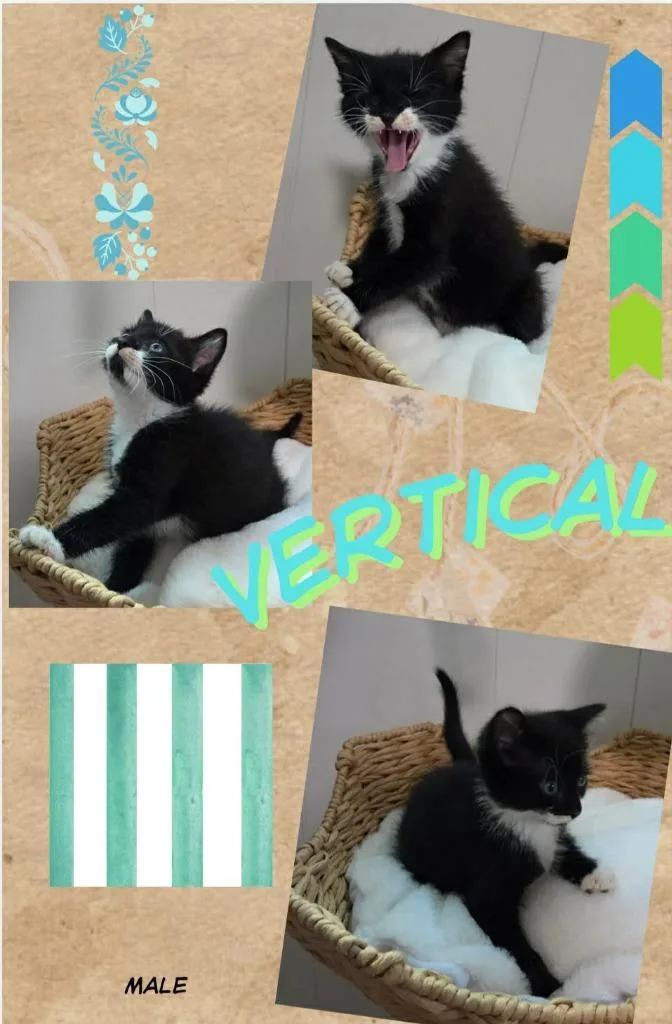 A baby small-sized male Domestic Short Hair cat named Vertical for adoption in Blountville, TN