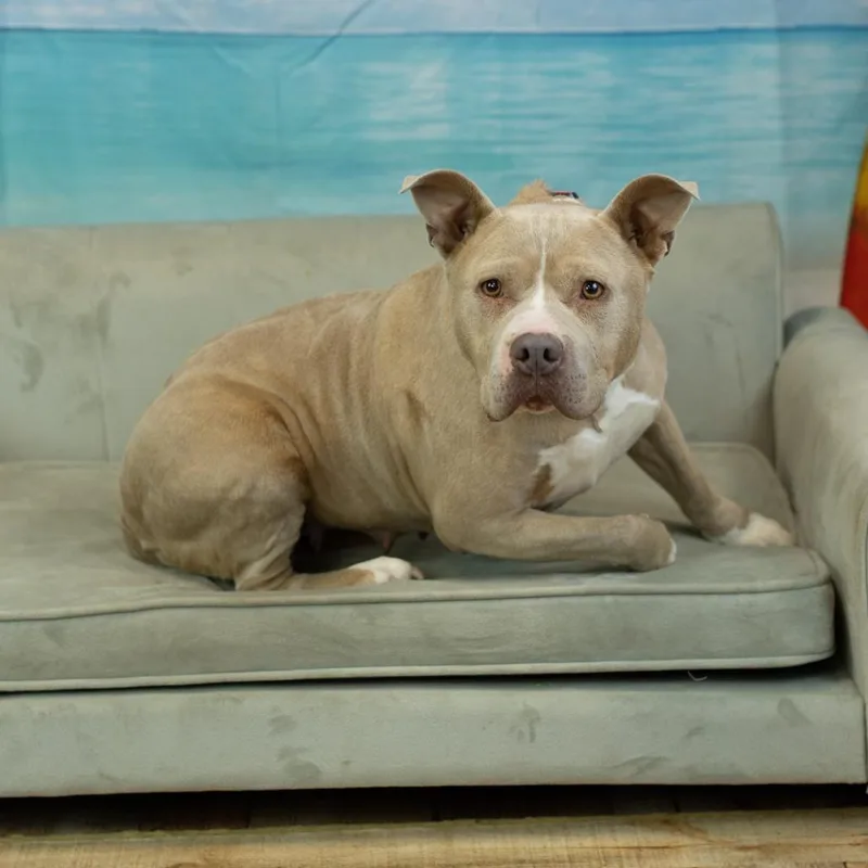 A senior medium-sized female White / Cream Pit Bull Terrier dog named Denari for adoption in East Saint Louis, IL