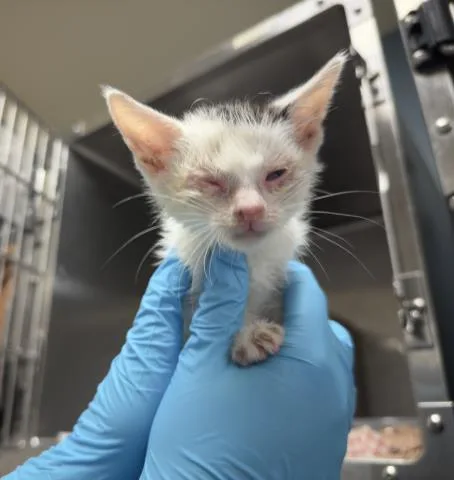 A baby small-sized female Domestic Short Hair cat named Yolanda for adoption in Riverside, CA