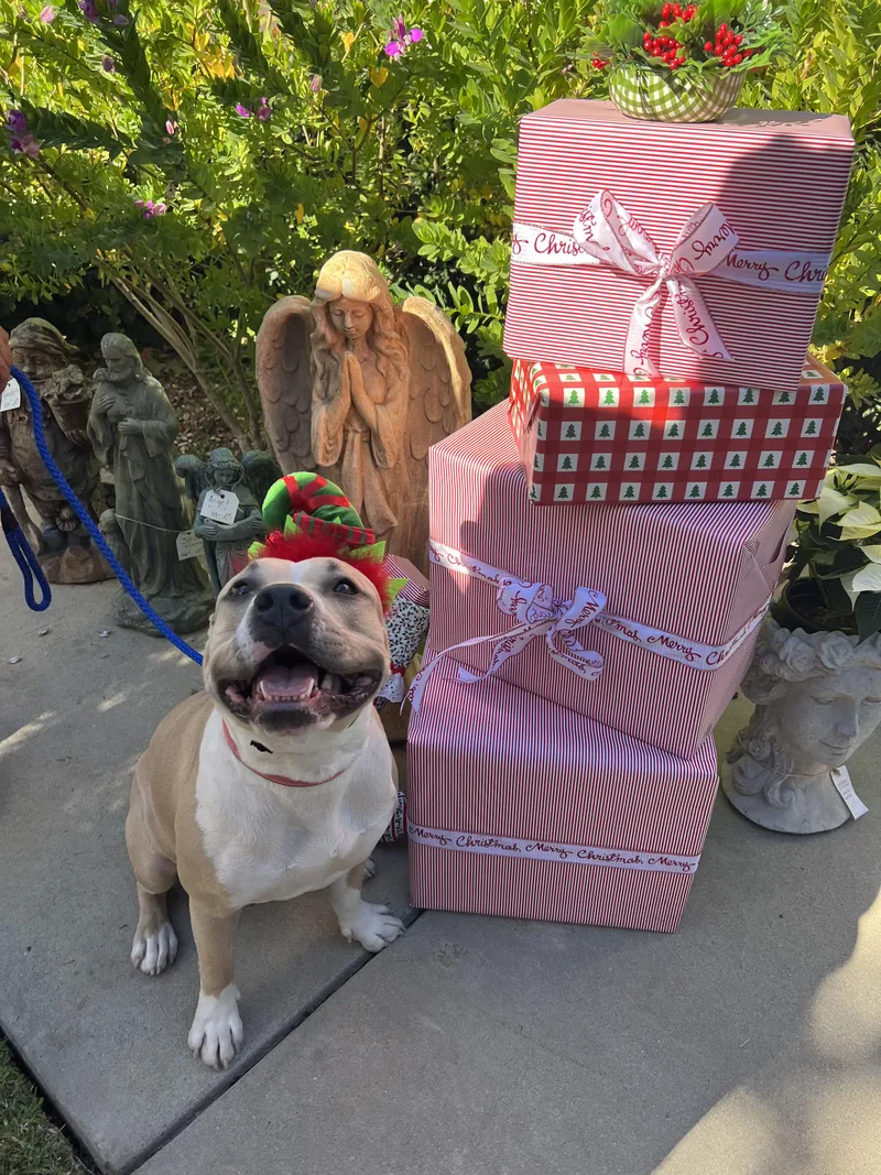 Mrs. Beasley thumbnail 4