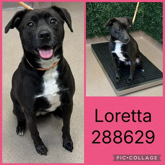An adult medium-sized female Mixed Breed dog named Loretta for adoption in Macon, GA