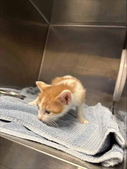 A baby small-sized male Domestic Short Hair cat named Garfield for adoption in Gainesville, FL