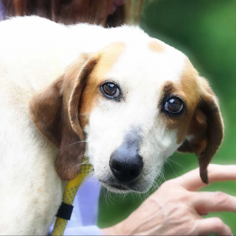 A senior medium-sized female Brown / Chocolate Hound dog named Lovey for adoption in Lynchburg, VA