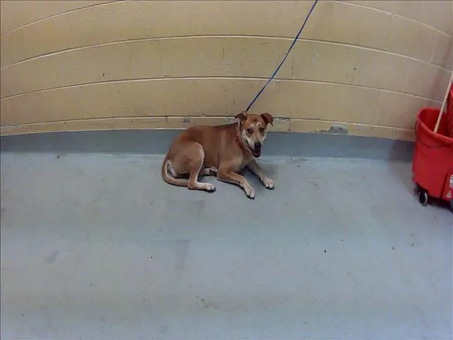 A young large-sized female Pit Bull Terrier dog named Gaia for adoption in Tulsa, OK