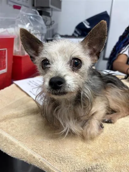 A senior small-sized female Mixed Breed dog named Giselle for adoption in West Chester, PA