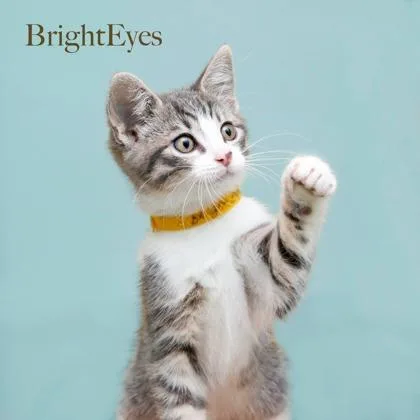 A baby small-sized male Domestic Short Hair cat named Bright Eyes for adoption in Parma, OH