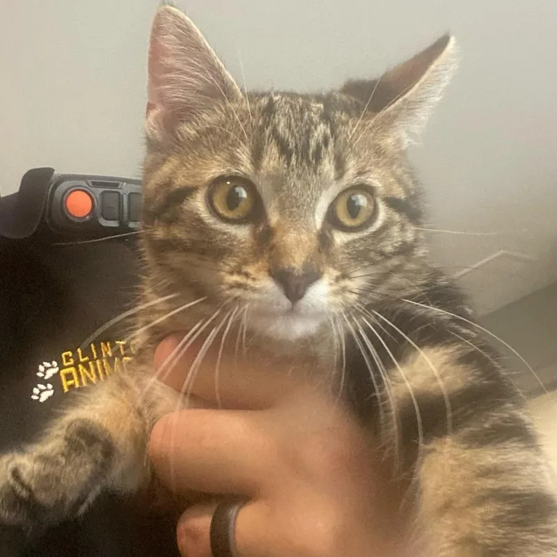 An adult medium-sized male Gray / Blue / Silver Domestic Short Hair cat named Benji for adoption in Carlyle, IL