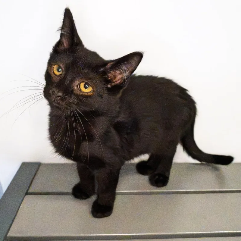 A baby small-sized female Black Domestic Short Hair cat named Petal for adoption in South Elgin, IL