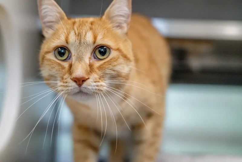 An adult small-sized male Orange & White Domestic Short Hair cat named Wybie for adoption in Hilton Head Island, SC
