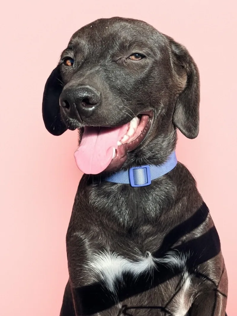 A young medium-sized female Black Labrador Retriever dog named Echo for adoption in Evergreen, CO