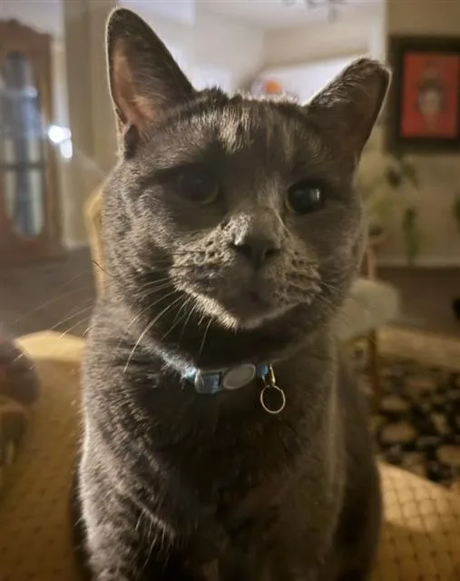 Earl Grey