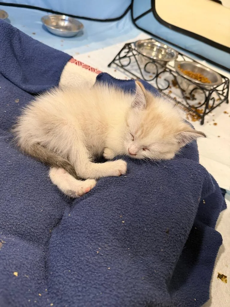 A baby small-sized female Domestic Short Hair cat named Latte for adoption in La Verkin, UT