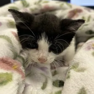 A baby medium-sized female Black & White / Tuxedo Domestic Short Hair cat named Elena for adoption in Converse, TX