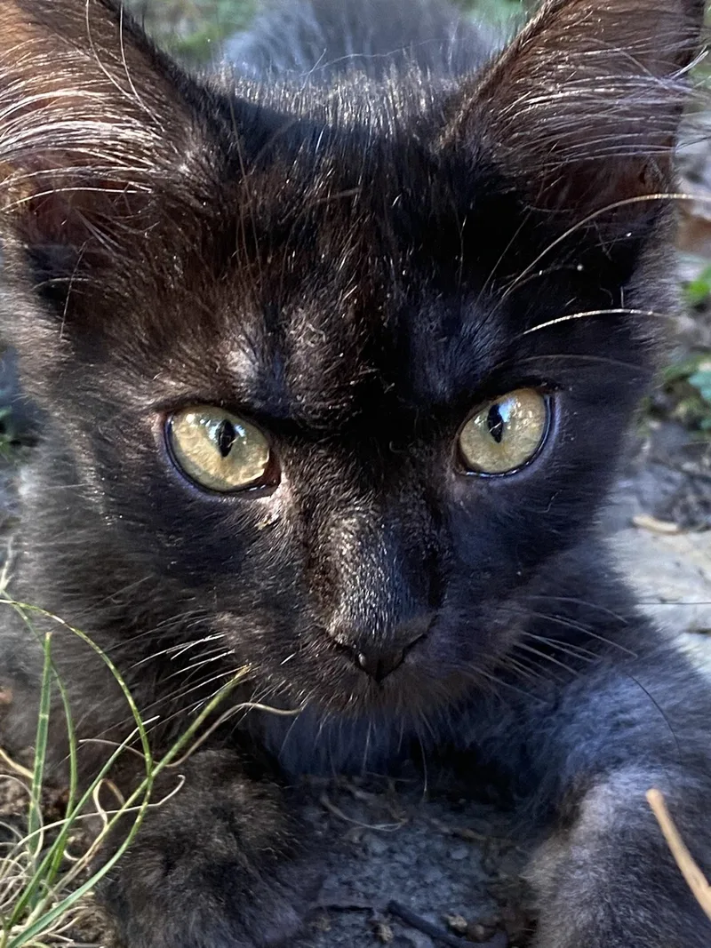 A young medium-sized male Domestic Medium Hair cat named Saxon for adoption in Drasco, AR
