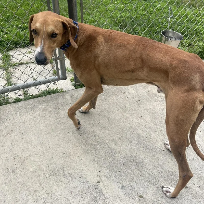 An adult large-sized male Brown / Chocolate Greyhound dog named Cheesy for adoption in Delaware, OH